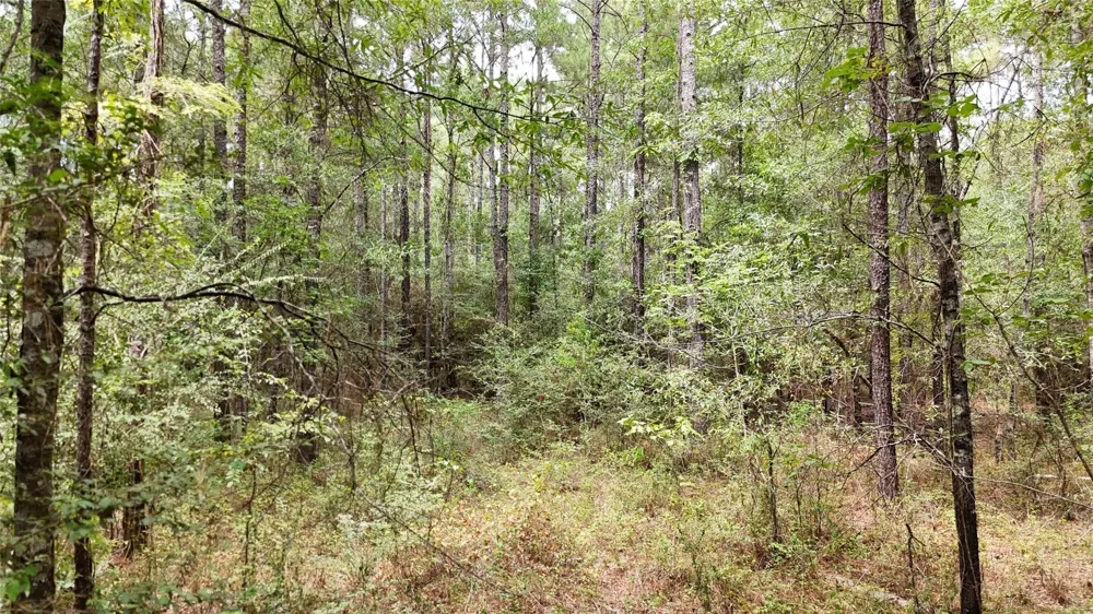Douglas Nugent Road Livingston, TX 77351