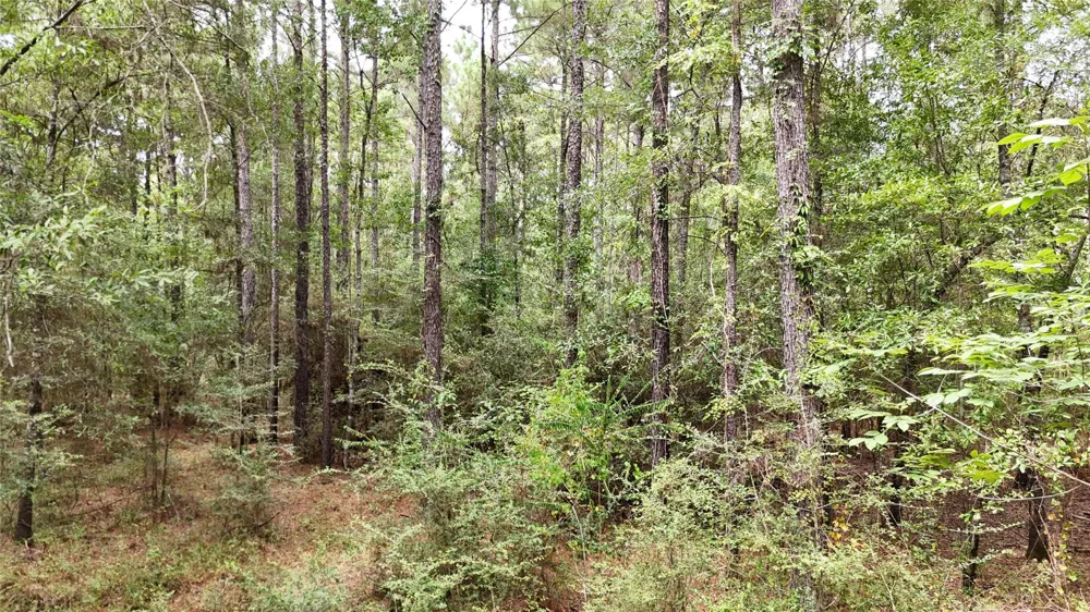 Douglas Nugent Road Livingston, TX 77351