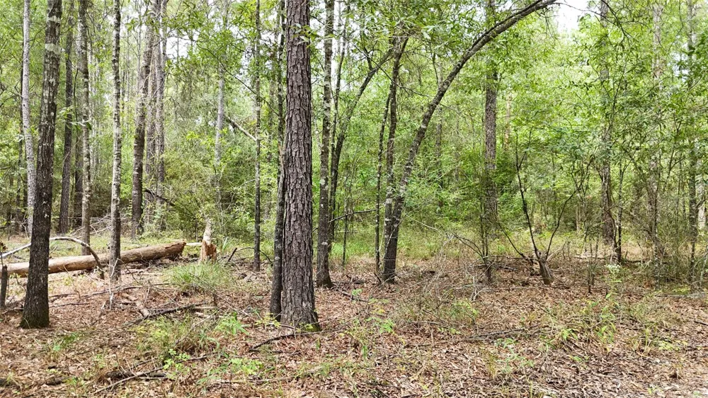 Douglas Nugent Road Livingston, TX 77351