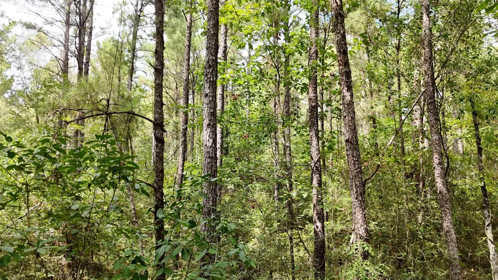 Douglas Nugent Road Livingston, TX 77351