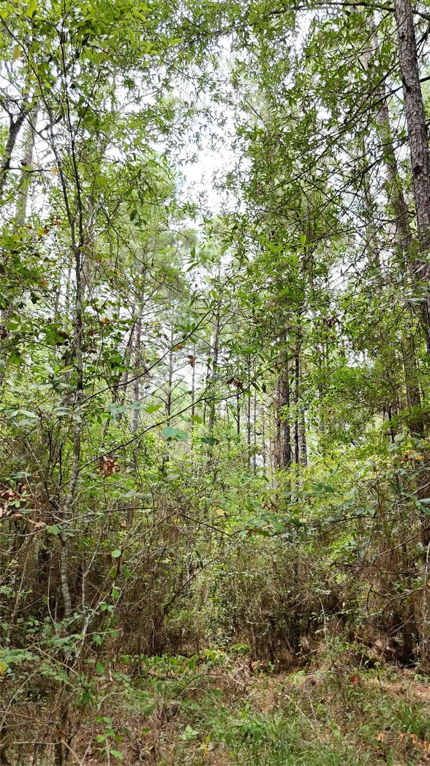 Douglas Nugent Road Livingston, TX 77351