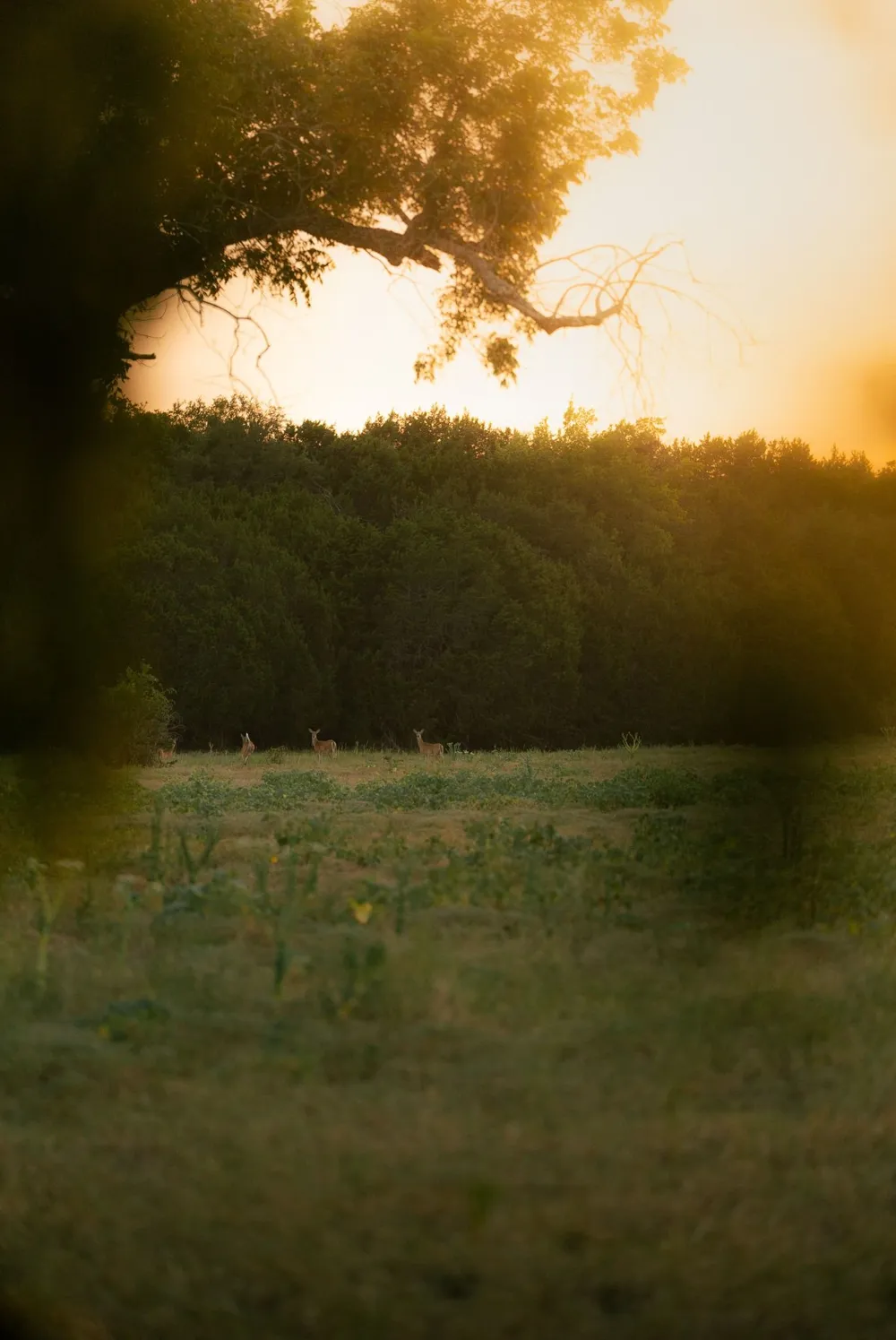 1147 County Road 1110 Meridian, TX 76665