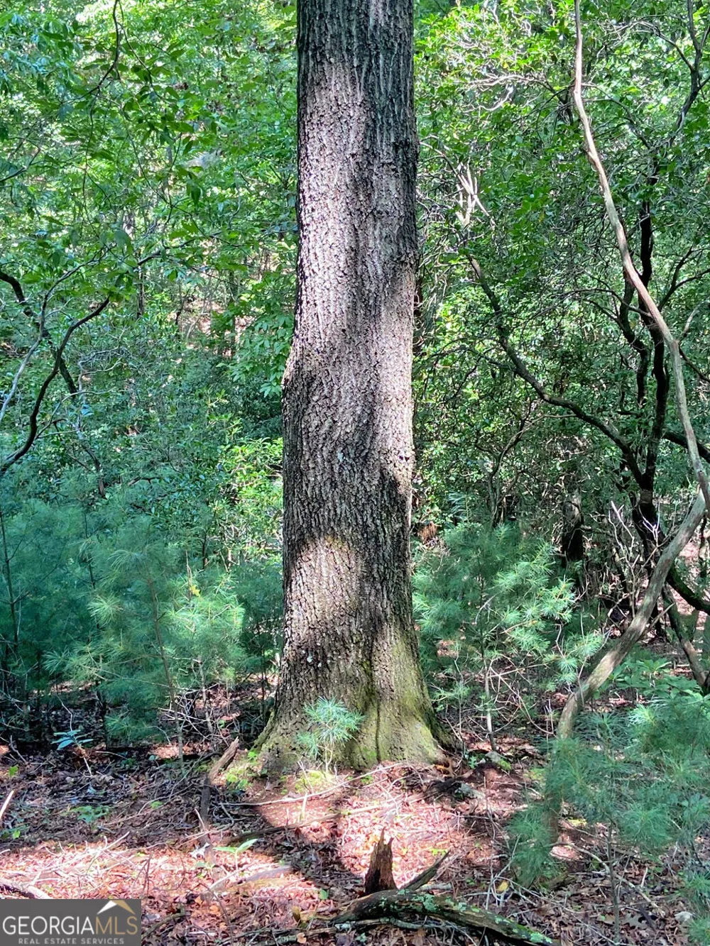 11AC T S Jarrard RD Dahlonega, GA 30533