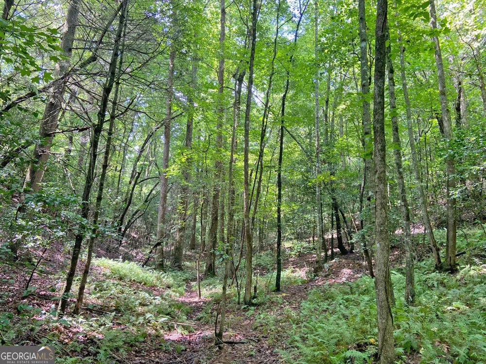 11AC T S Jarrard RD Dahlonega, GA 30533