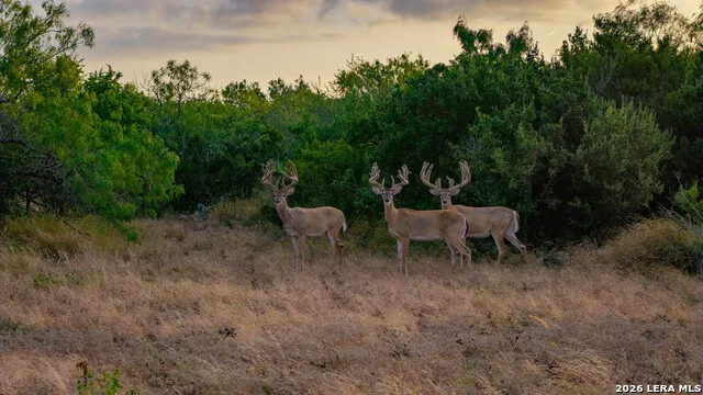 5775 County Road 308 Orange Grove, TX 78373