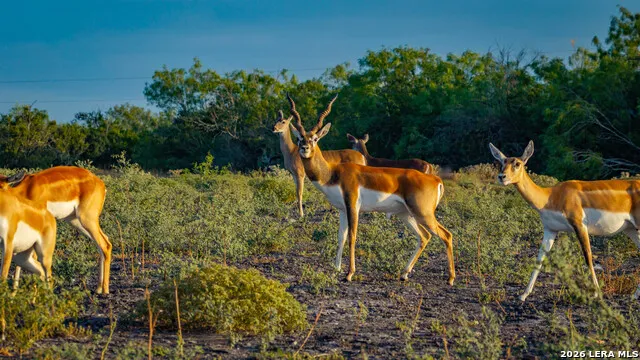 5775 County Road 308 Orange Grove, TX 78373