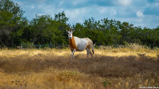 5775 County Road 308 Orange Grove, TX 78373