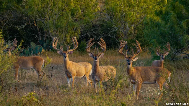 5775 County Road 308 Orange Grove, TX 78373