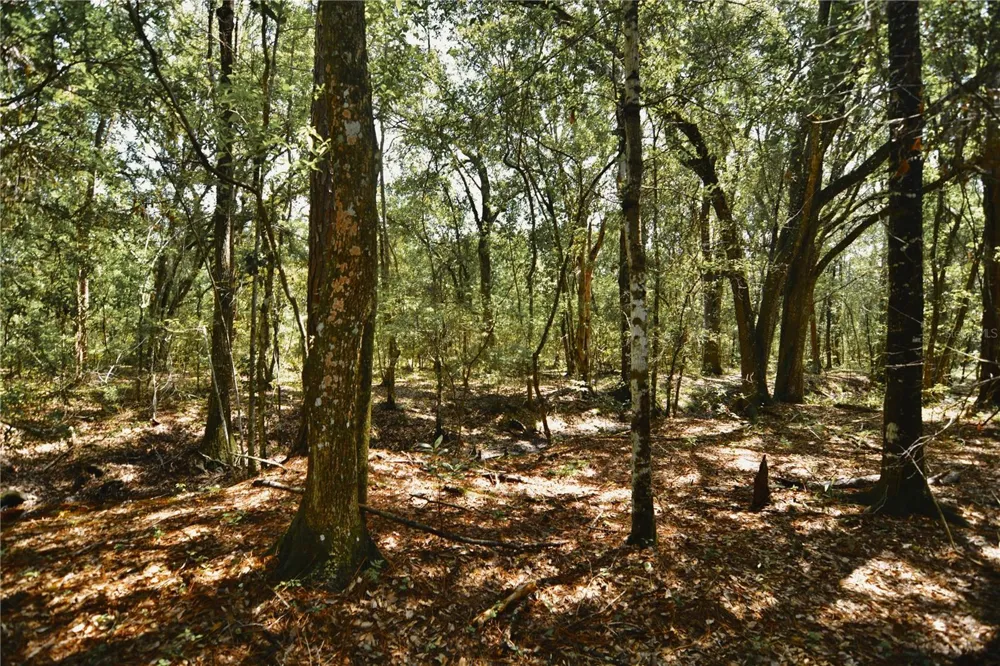 18709 NE US HIGHWAY 301 Waldo, FL 32694