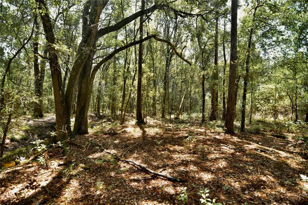 18709 NE US HIGHWAY 301 Waldo, FL 32694