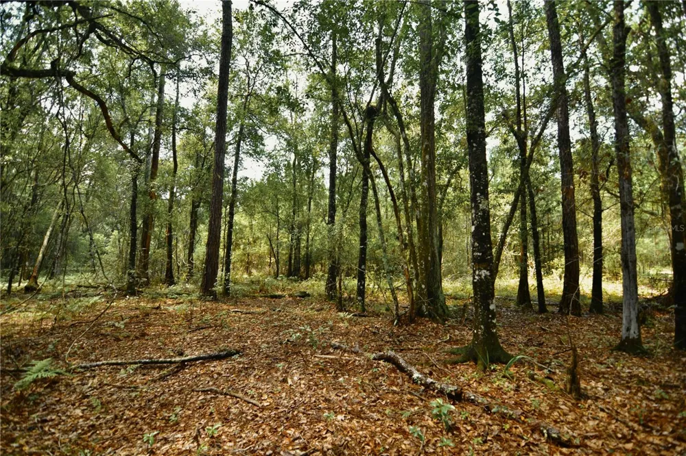 18709 NE US HIGHWAY 301 Waldo, FL 32694