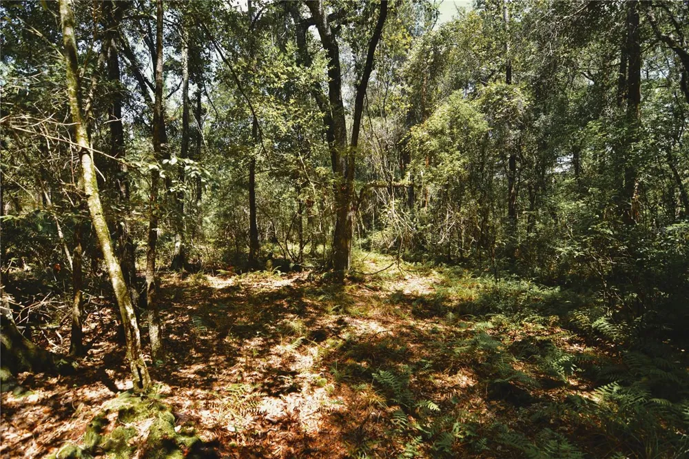 18709 NE US HIGHWAY 301 Waldo, FL 32694