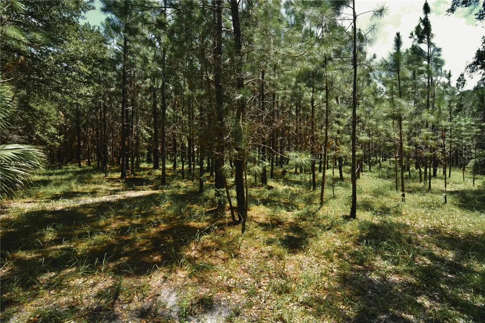 18709 NE US HIGHWAY 301 Waldo, FL 32694