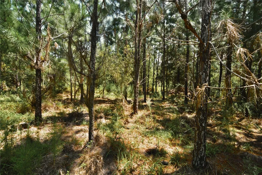 18709 NE US HIGHWAY 301 Waldo, FL 32694