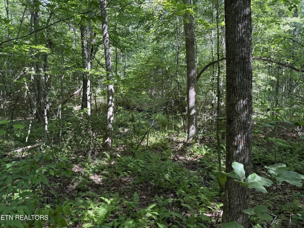 18 Laurel Way Monterey, TN 38574
