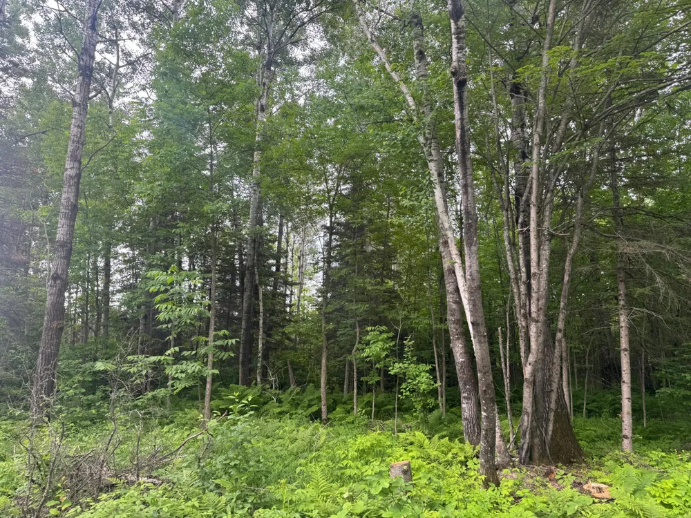 33xx Quaal Road Forbes, MN 55738