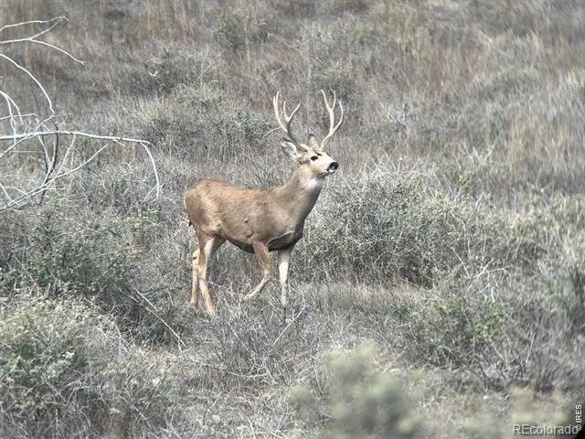 0 CR 90 Ault, CO 80610