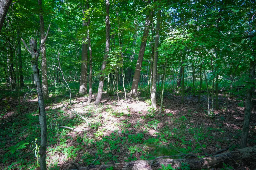 20 S 168th Avenue Hesperia, MI 49421