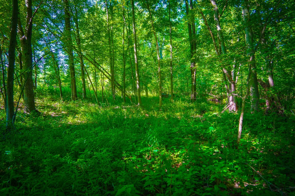 20 S 168th Avenue Hesperia, MI 49421