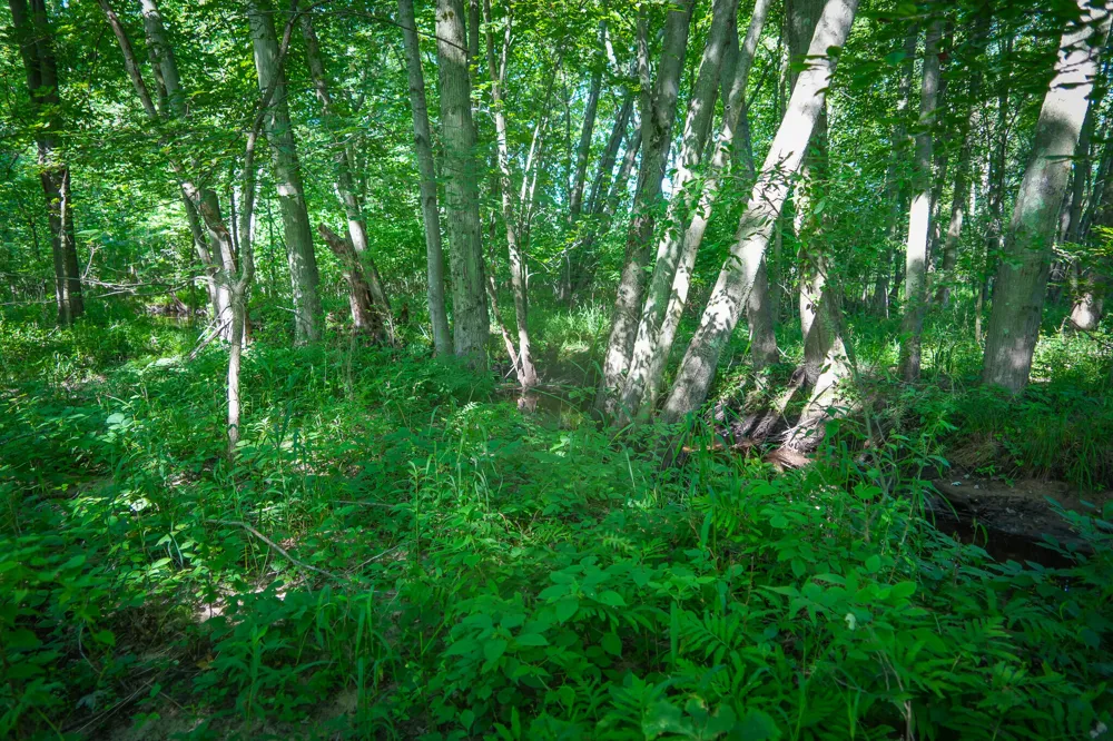 20 S 168th Avenue Hesperia, MI 49421