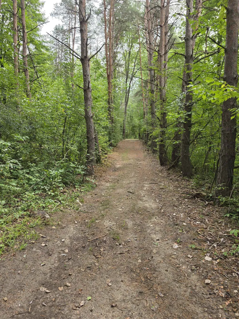 5277 S Wise Road Chippewa Township, MI 48883