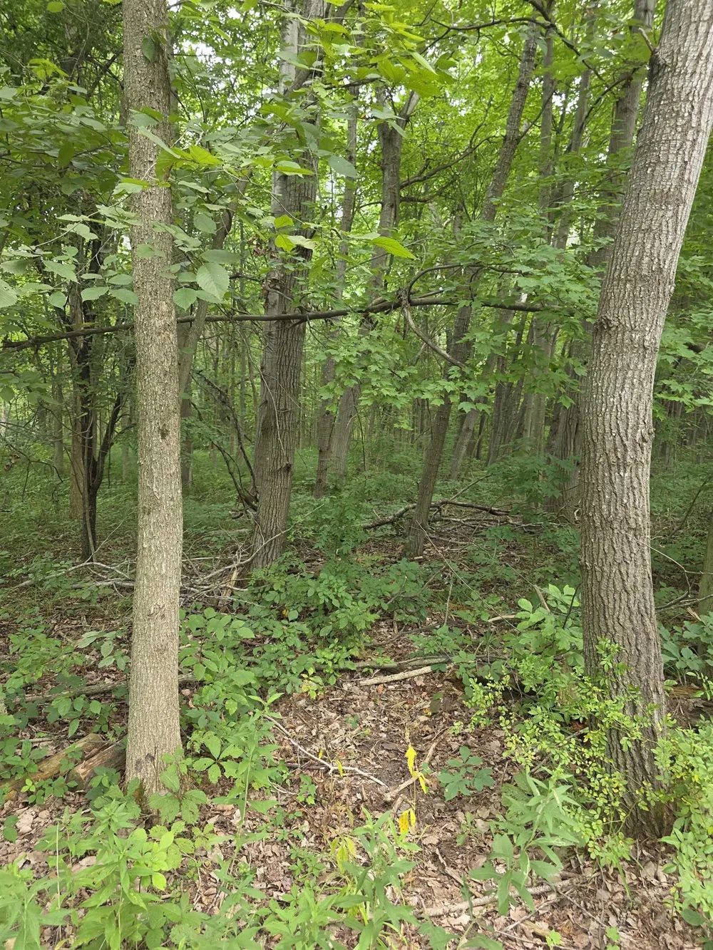 5277 S Wise Road Chippewa Township, MI 48883
