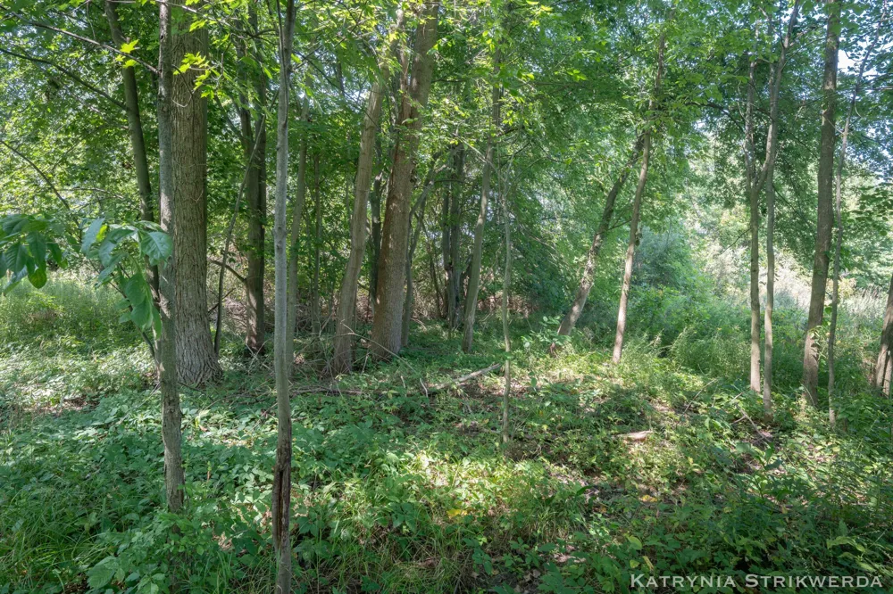 13433 Bingham Street Holland, MI 49424