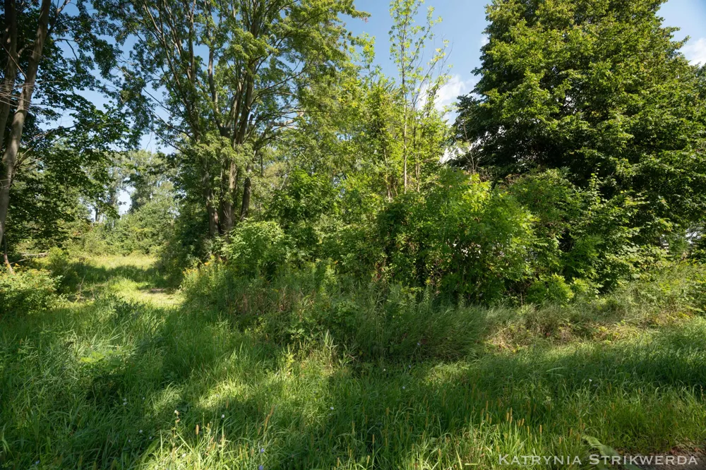 13433 Bingham Street Holland, MI 49424