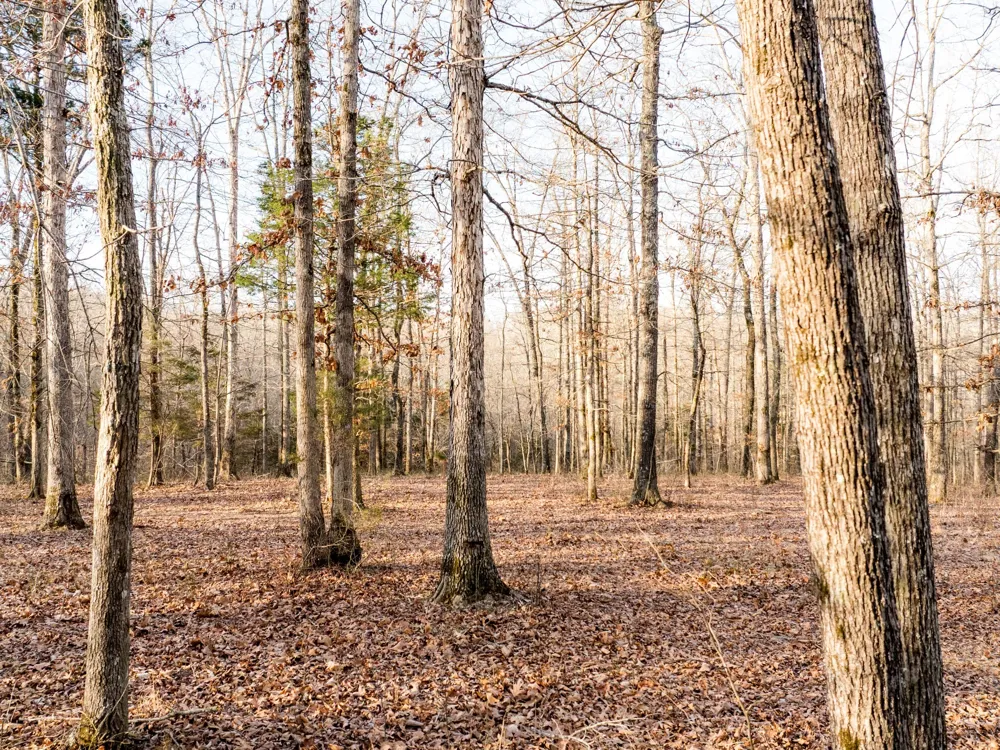 6 Pinewood Road Nunnelly, TN 37137