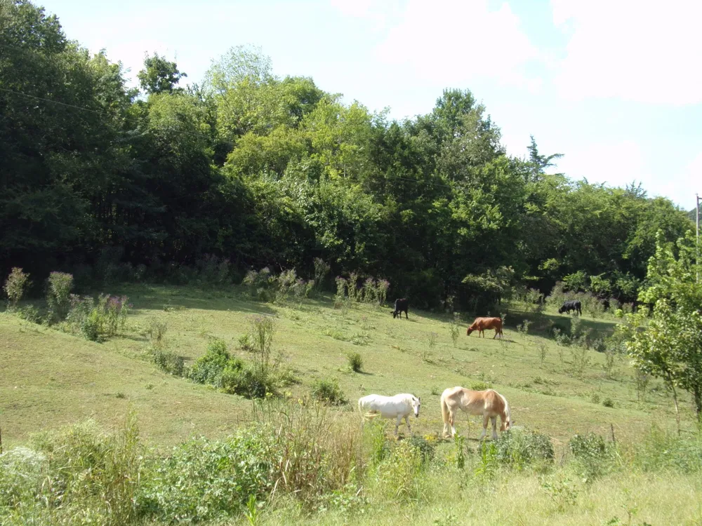 2966 Monte Murrey Rd Lewisburg, TN 37091
