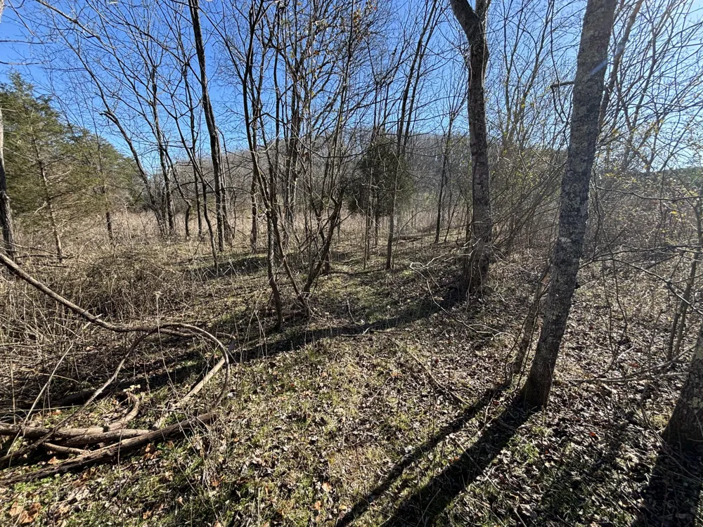 Dividing Ridge Road Spring City, TN 37381