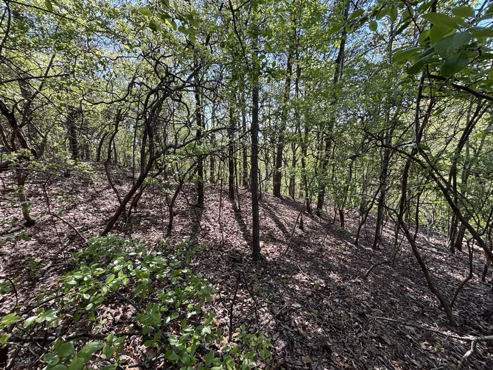 108 Leggett Road Sale Creek, TN 37373