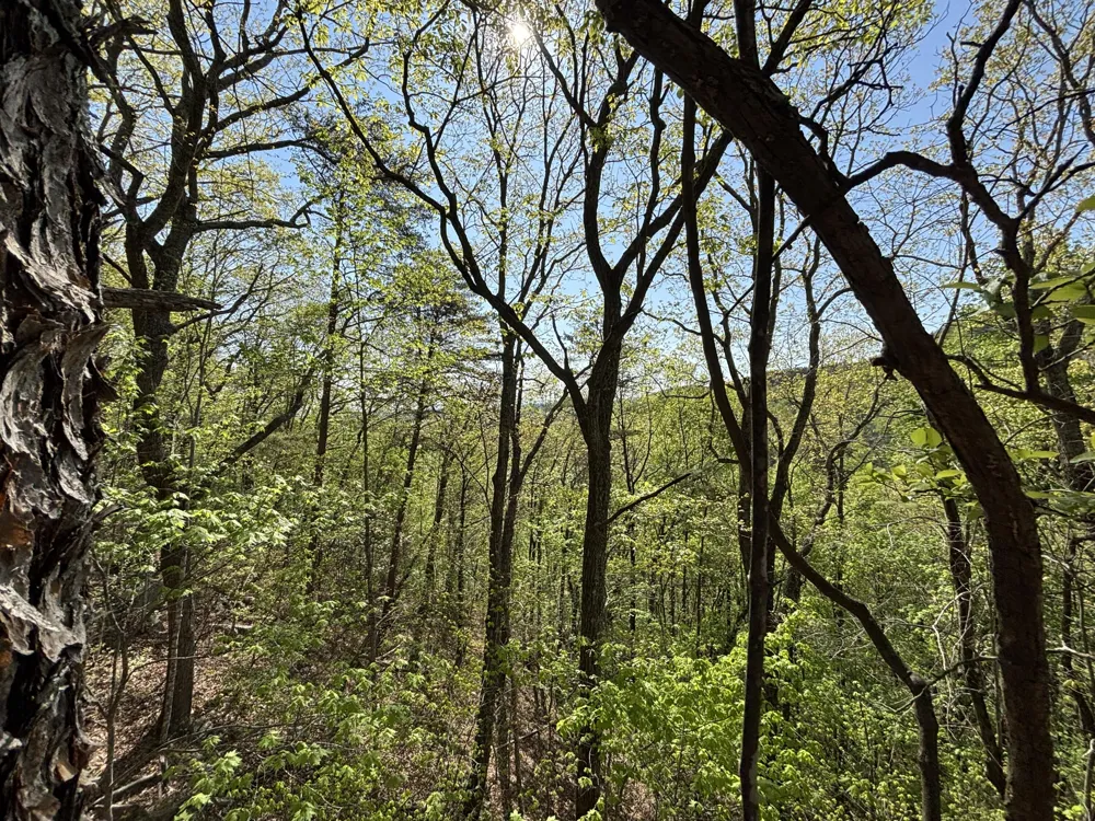 108 Leggett Road Sale Creek, TN 37373