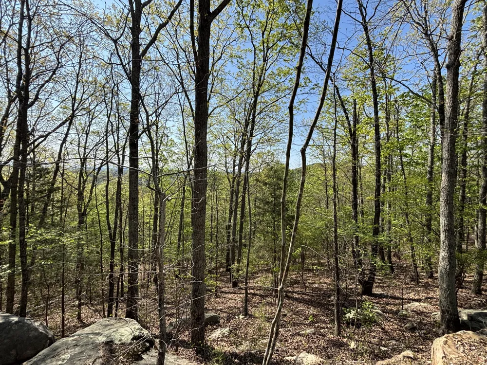 108 Leggett Road Sale Creek, TN 37373