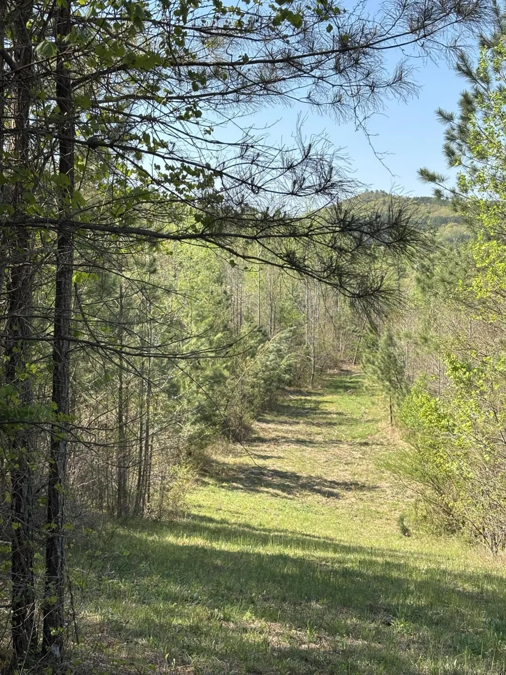 108 Leggett Road Sale Creek, TN 37373