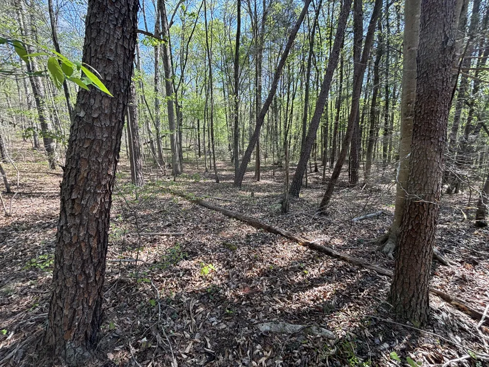 108 Leggett Road Sale Creek, TN 37373