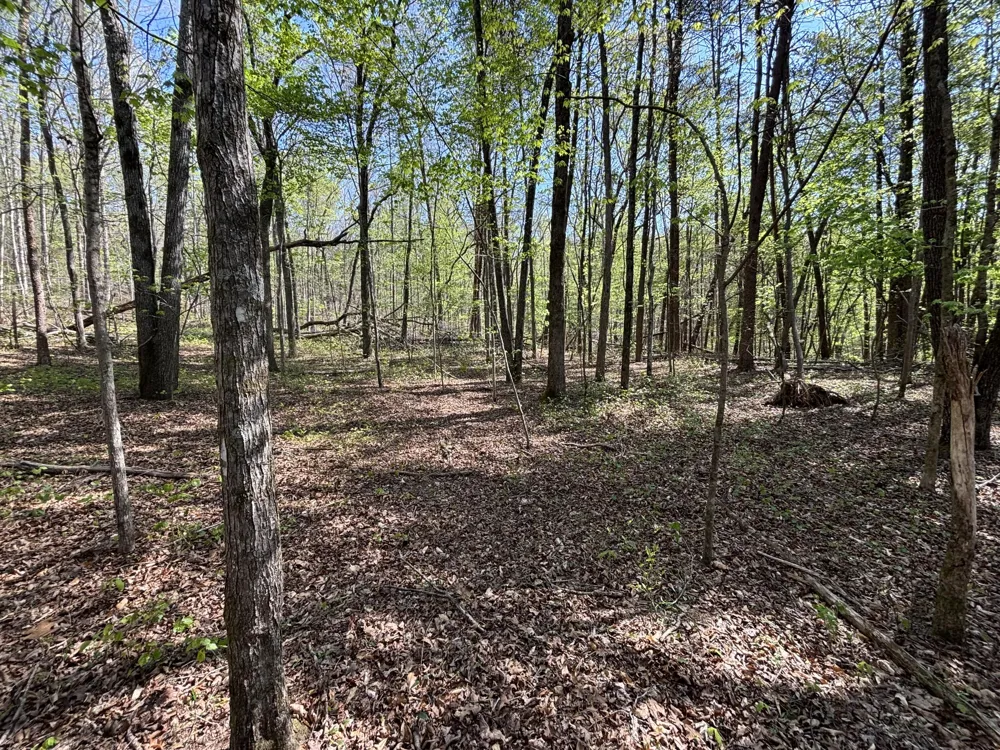 108 Leggett Road Sale Creek, TN 37373
