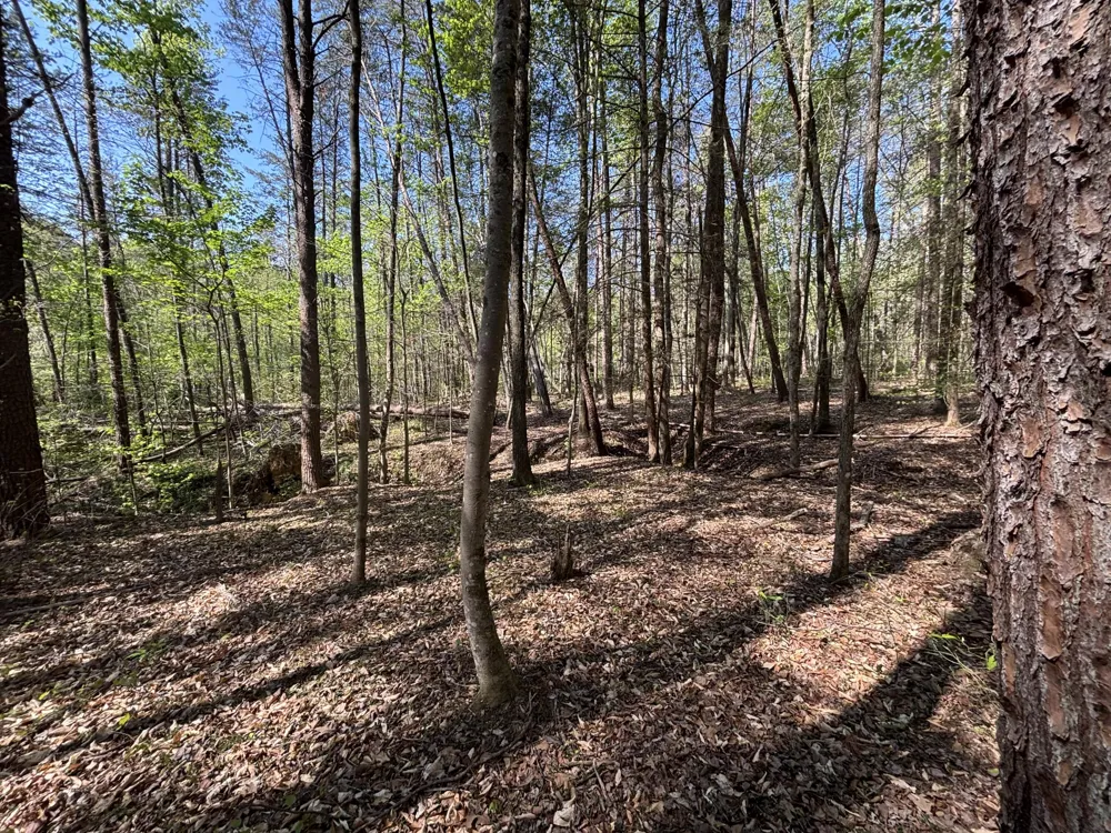 108 Leggett Road Sale Creek, TN 37373