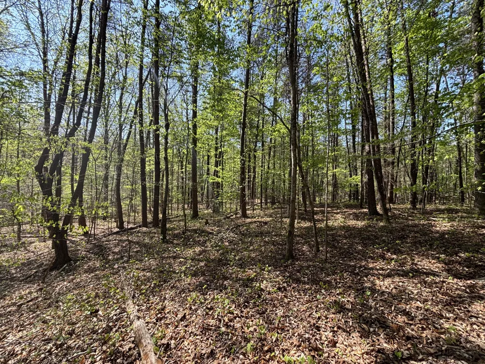 108 Leggett Road Sale Creek, TN 37373