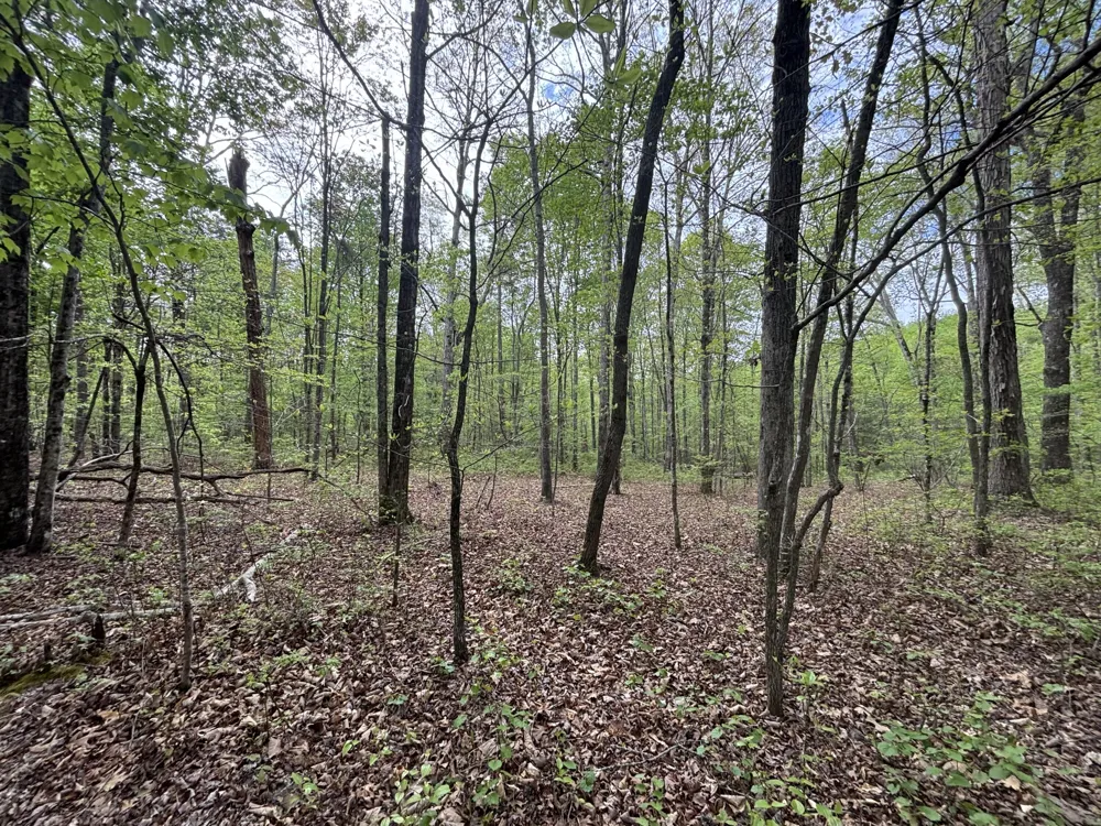367 Leggett Road Sale Creek, TN 37373