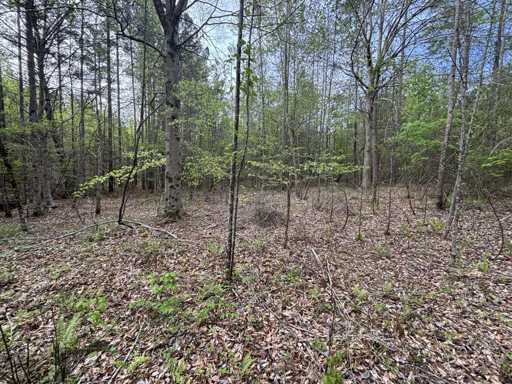 367 Leggett Road Sale Creek, TN 37373
