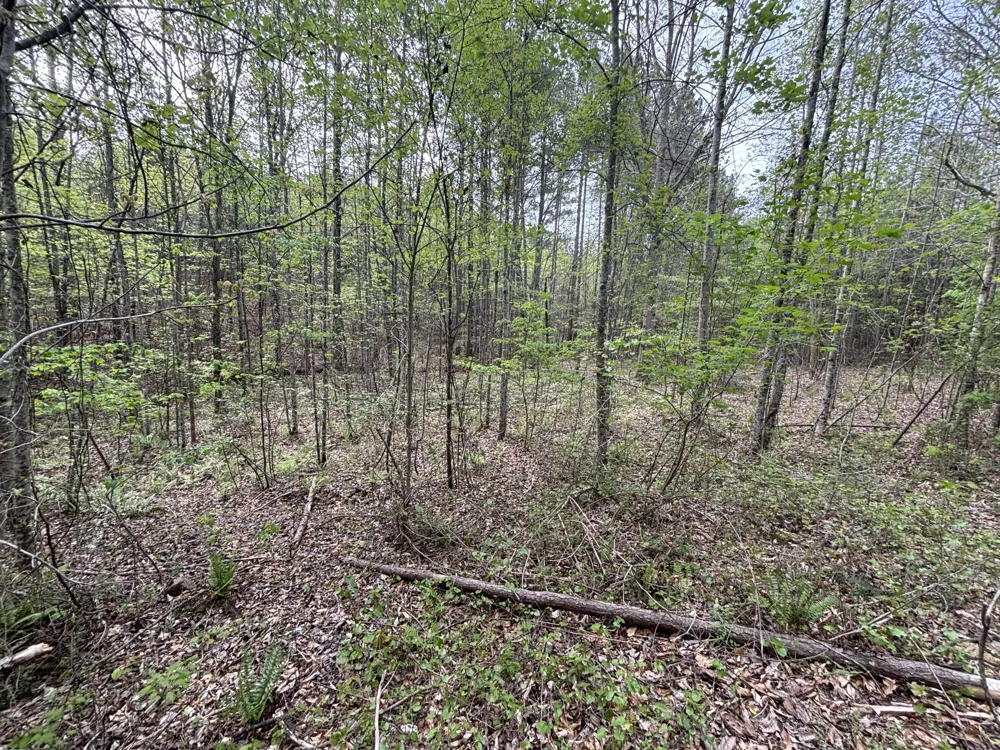 367 Leggett Road Sale Creek, TN 37373