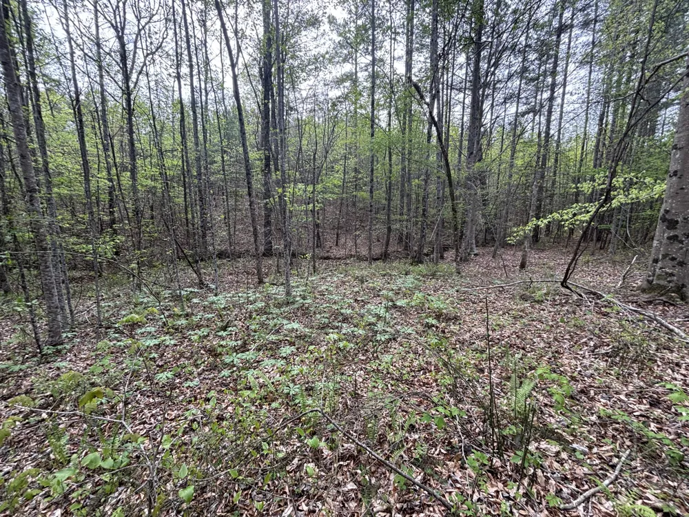367 Leggett Road Sale Creek, TN 37373