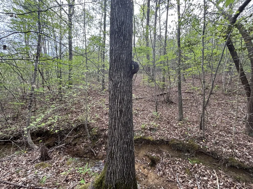 367 Leggett Road Sale Creek, TN 37373