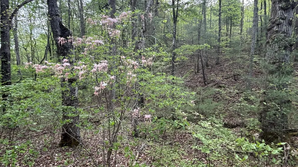 367 Leggett Road Sale Creek, TN 37373