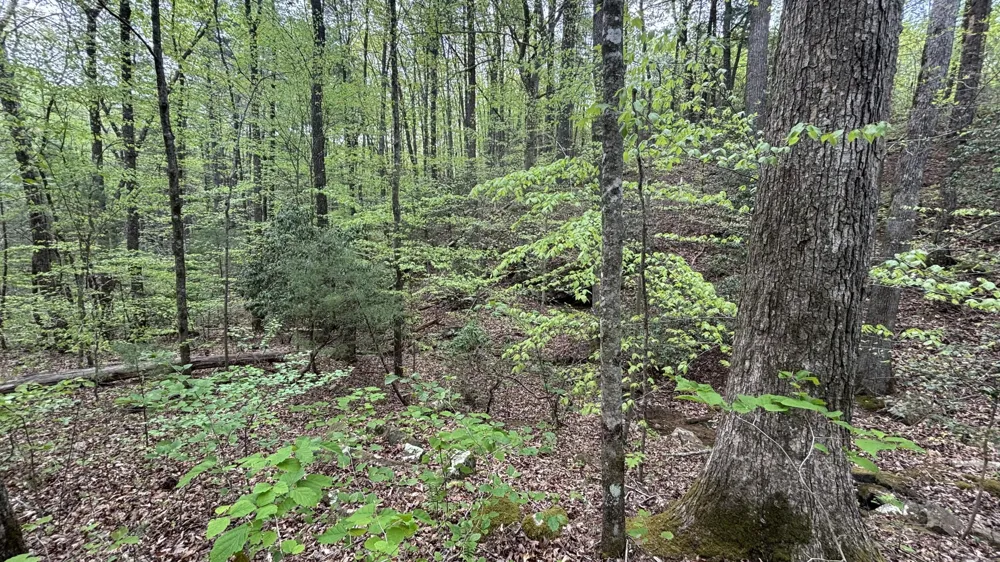 367 Leggett Road Sale Creek, TN 37373