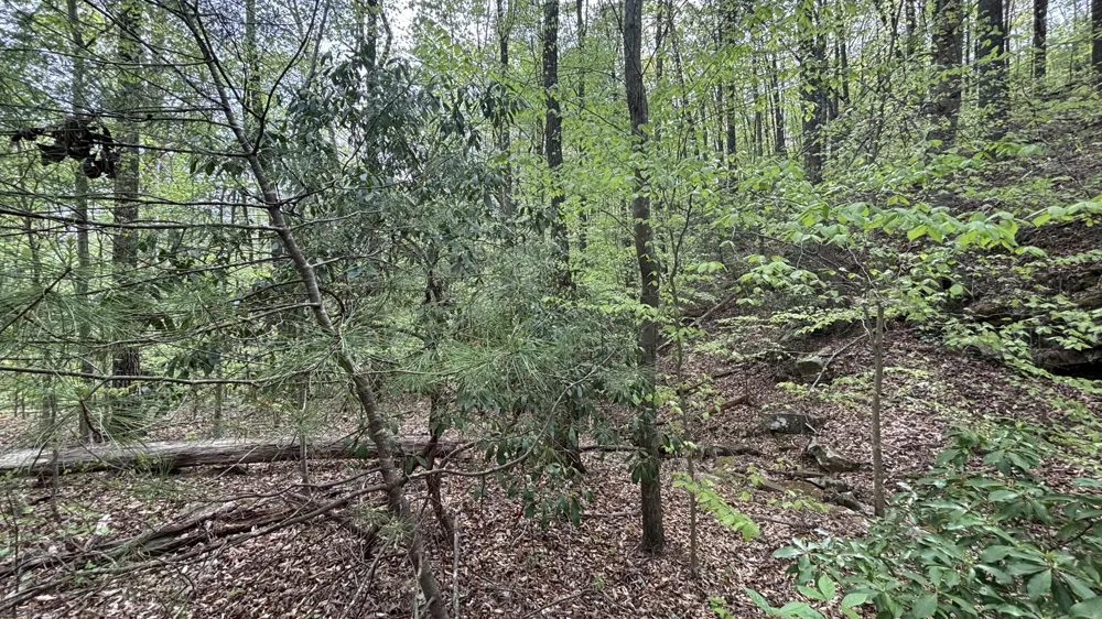 367 Leggett Road Sale Creek, TN 37373