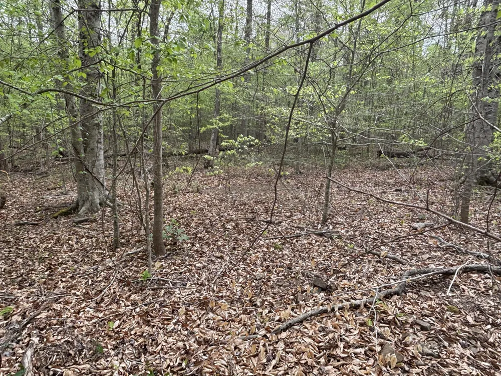 367 Leggett Road Sale Creek, TN 37373