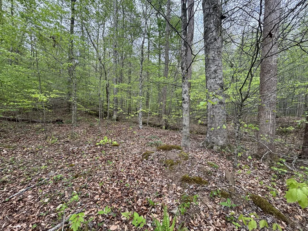 367 Leggett Road Sale Creek, TN 37373