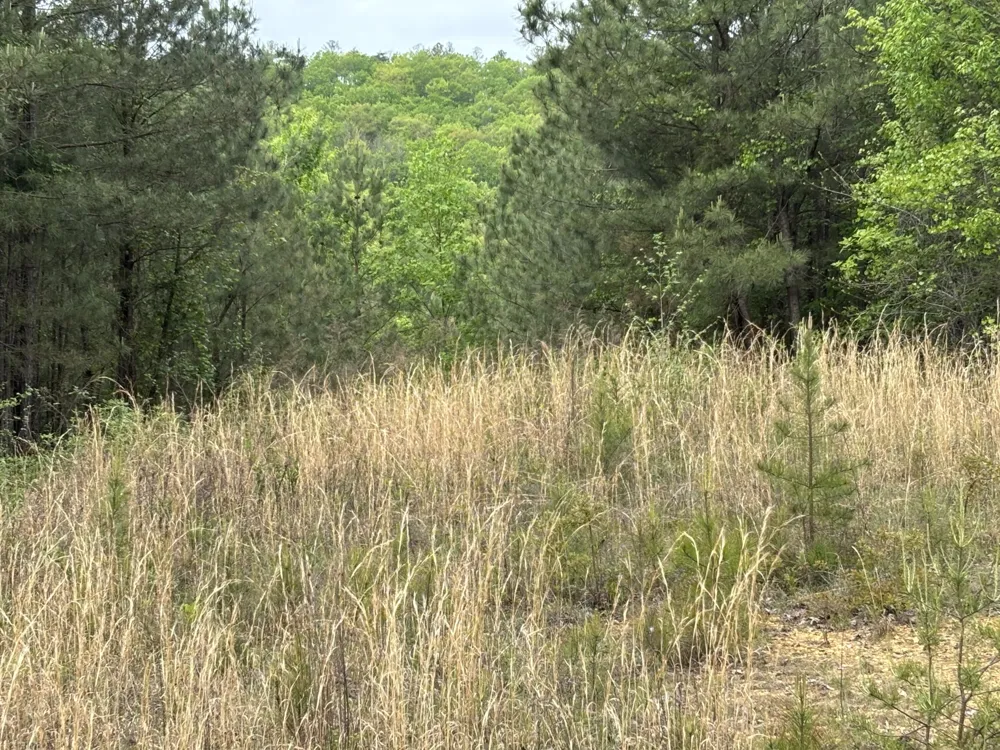 367 Leggett Road Sale Creek, TN 37373